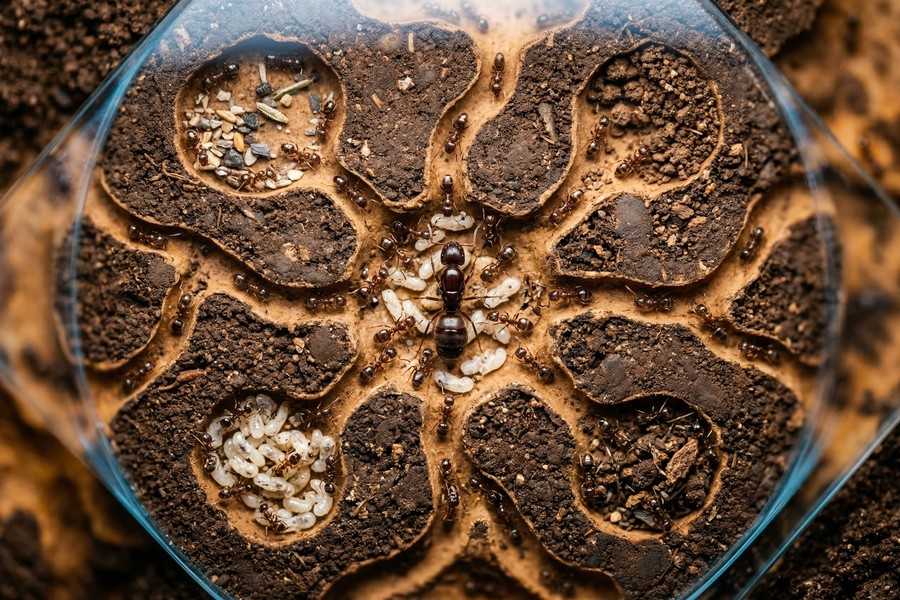 Diagram illustrating the four-component architecture of a modern AI agent system